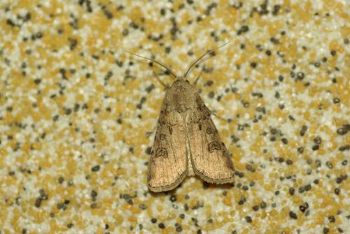 Réf. 234 901 : Agrotis segetum